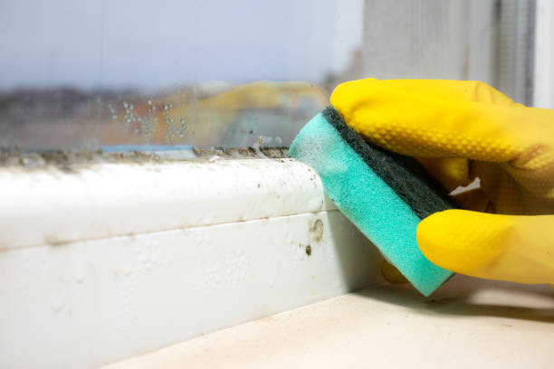 Office Mold Removal Services in Lake Hamilton, FL